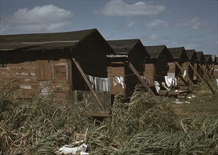 Condemned Negro Migratory Worker Homes