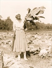 African American Woman Holds Tobacco Leaves