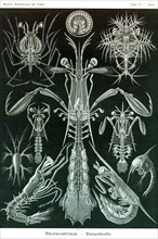 Thoracostraca, Crustaceans,