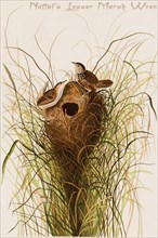 Nuttal's Lesser Marsh Wren