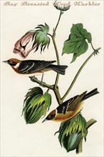 Bay Breasted Wood Warbler