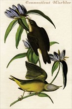 Connecticut Warbler