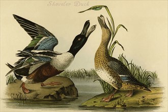 Shoveler Duck