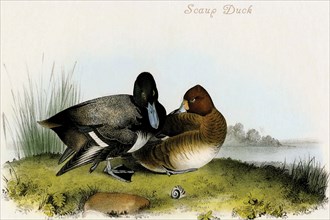 Scaup Duck