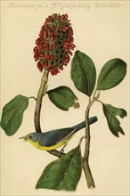 Bonaparte's Flycatching Warbler