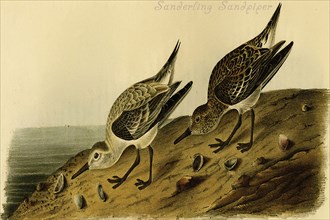 Sanderling Sandpiper