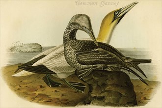 Common Gannet
