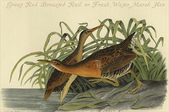 Great Red Breasted Rail or Frash Water Marsh Hen