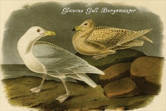 Glaucus Gull Burgomaster