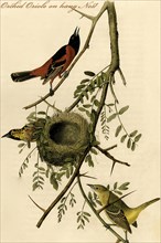 Orchid Oriole on hang Nest
