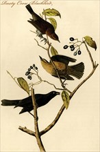 Rusty Crow Blackbird