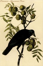 Common American Crow