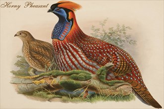 Horny Pheasant