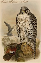 Island Falcon - Adult
