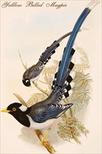 Yelllow Billed Magpie