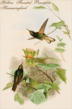 Yellow Fronted Panoplite Hummingbird