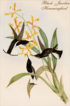 Black Jacobin Hummingbird