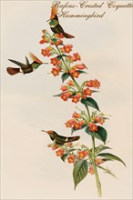 Rufous-Crested Coquette Hummingbird