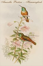Amazilla Pristina - Hummingbirds