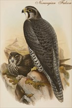 Norwegian Falcon