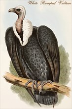 White Rumped Vulture