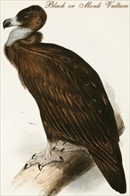 Black or Monk Vulture