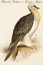Bearded Vulture or Lemmer Geyer
