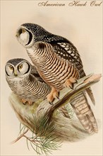 American Hawk Owl