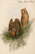 Scops Eared Owl