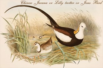 Chinese Jacana or Lilly trotter or Jesus Bird