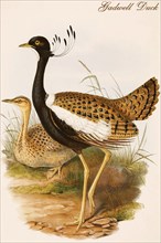 Gadwell Duck