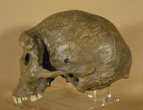 Homo rhodeiensis.