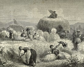 Agriculture. Mowing. Engraving, 19th century.