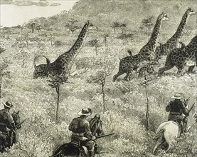 Giraffe hunting.