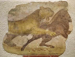 A tiger attacking a wild boar. Roman painting. From Amphitheatre. Merida (Augusta Emerita).  1st C. BC. Spain