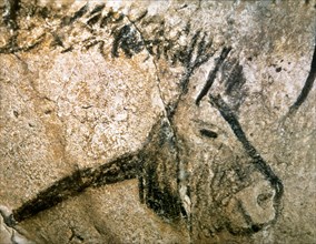 Cave of Niaux. Prehistoric painting. Horse head. France.