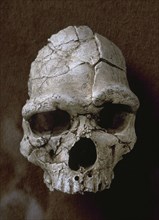 Tautavel Man. Subspecies of the hominid Homo erectus. Arago Cave. France.