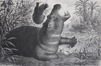 common hippopotamus