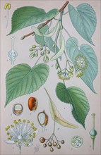 Digital improved high quality reproduction: Tilia × europaea