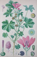 Digital improved high quality reproduction: Malva sylvestris is a species of the mallow genus Malva in the family of Malvaceae and is considered to be the type species for the genus