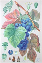 Digital improved high quality reproduction: Vitis vinifera