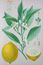 Digital improved high quality reproduction: The citron