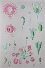 Digital improved high quality reproduction: Drosera rotundifolia