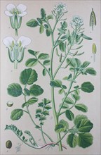 Digital improved high quality reproduction: Watercress or yellowcress is an aquatic plant species with the botanical name Nasturtium officinale  /   Echte Brunnenkresse oder Brunnenkresse