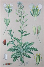 Digital improved high quality reproduction: Capsella bursa-pastoris
