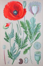 Digital improved high quality reproduction: Papaver rhoeas