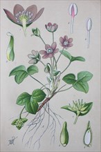 Digital improved high quality reproduction: Hepatica nobilis