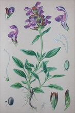 Digital improved high quality reproduction: Prunella grandiflora