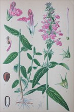 Digital improved high quality reproduction: Stachys officinalis is commonly known as common hedgenettle