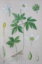 Digital improved high quality reproduction: Anemone nemorosa is an early-spring flowering plant in the buttercup family Ranunculaceae